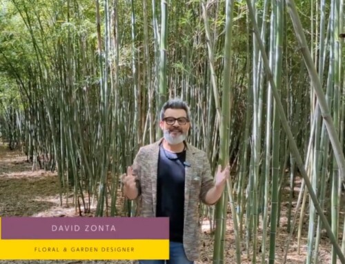 Mangiare gli alberi: germogli di bambù, cibo del futuro